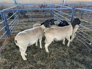 4X DORPER EWES OPPIEDAK BOERDERY