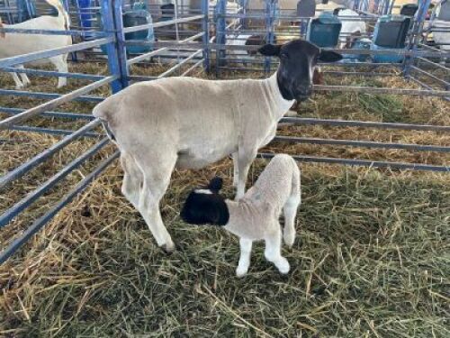 1X DORPER EWE WITH LAMB OPPIEDAK BOERDERY