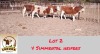 4X SIMMENTAL HEIFER LEKUKA