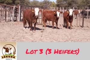 3X SIMBRA HEIFER LEKUKA