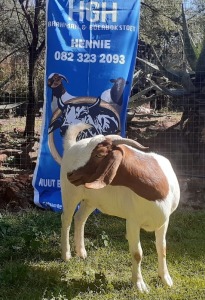 1 x BOERBOKKE OOI/EWE Hennie Enslin - KUDDE/FLOCK