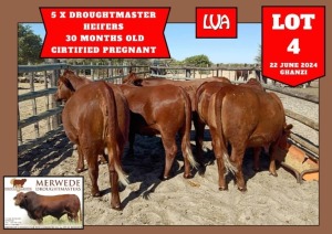 5X DROUGHTMASTER HEIFER MERWEDE DROUGHTMASTER