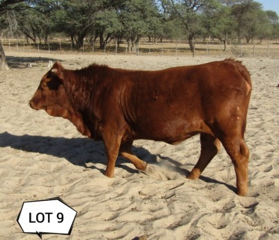 1X BEEFMASTER HEIFER JC VAN DE HEEFER