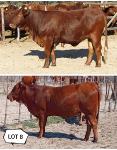 2X BEEFMASTER HEIFER JC VAN DE HEEFER