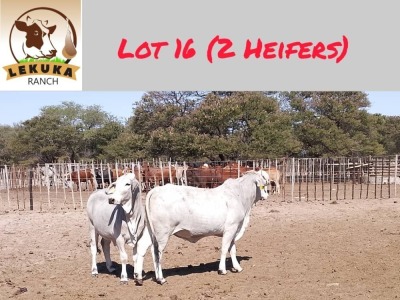 2X GREY BRAHMAN HEIFER LEKUKA