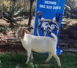 1 x BOERBOKKE OOI/EWE Hennie Enslin - KUDDE/FLOCK