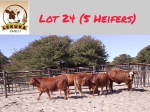 5X SIMBRA HEIFER LEKUKA