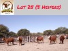 5X SIMBRA HEIFER LEKUKA