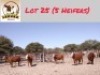 5X SIMBRA HEIFER LEKUKA