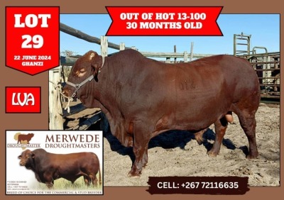 1X DROUGHTMASTER BULL MERWEDE DROUGHTMASTER