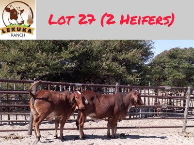 2X RED BRAHMAN HEIFER LEKUKA