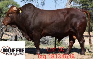 1X BONSMARA BULL KOFFIE FARMS