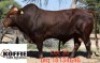 1X BONSMARA BULL KOFFIE FARMS