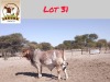 1X RED BRAHMAN BULL LEKUKA