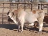 1X GREY BRAHMAN BULL AA V/D MERWE