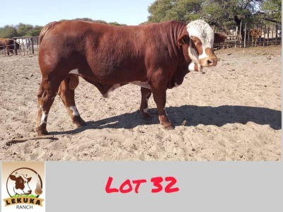 1X SIMBRA BULL LEKUKA