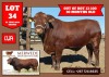 1X DROUGHTMASTER BULL MERWEDE DROUGHTMASTER