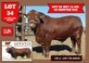 1X DROUGHTMASTER BULL MERWEDE DROUGHTMASTER