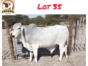 1X GREY BRAHMAN BULL LEKUKA