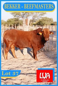 1X BEEFMASTER BULL HENDRICK BEKKER