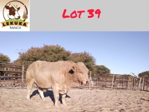 1X CHAROLAIS BULL LEKUKA