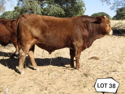 1X BEEFMASTER BULL JC VAN DE HEEFER