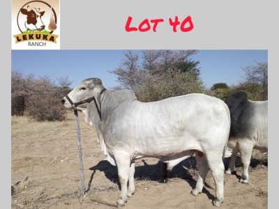 1X GREY BRAHMAN BULL LEKUKA