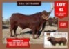 1X DROUGHTMASTER BULL MERWEDE DROUGHTMASTER
