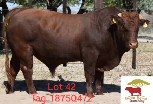 1X BONSMARA BULL GREEN HAVEN FARMING