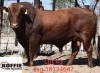 1X BONSMARA BULL KOFFIE FARMS