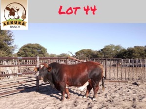 1X SIMBRA BULL LEKUKA