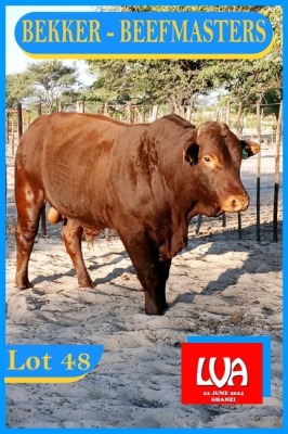 1X BEEFMASTER BULL HENDRICK BEKKER