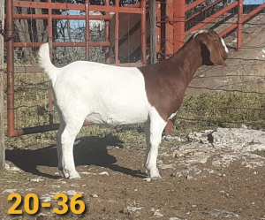 1 x BOERBOKKE OOI/EWE Bertie Aucamp - KUDDE/FLOCK