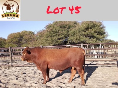 1X SIMBRA BULL LEKUKA