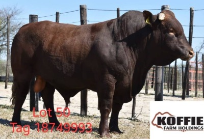 1X BONSMARA BULL KOFFIE FARMS