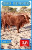 1X BEEFMASTER BULL HENDRICK BEKKER