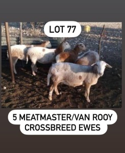 6X MEATMASTER/VAN ROOY EWE JOOP LEWIS