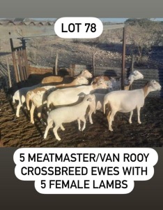 5+5X MEATMASTER/VAN ROOY EWE & LAMB JOOP LEWIS