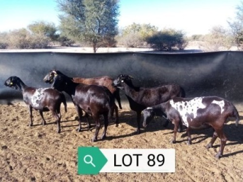 5X COMMERCIAL EWE ZELDA BRUWER