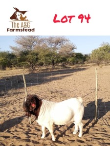 1X BOERGOAT BUCK LEKUKA