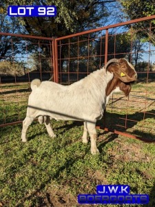 1X BOERGOAT BUCK BUKS KOTZE