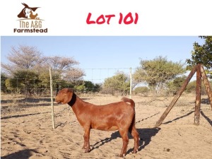 1X KALAHARI RED DOE LEKUKA