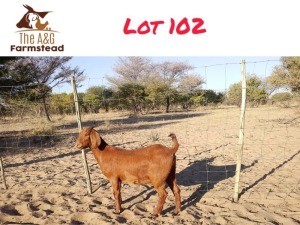 1X KALAHARI RED DOE LEKUKA