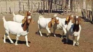 5X BOERGOAT DOE JOHAN VENTER