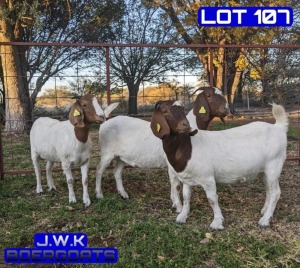 3X BOERGOAT DOE BUKS KOTZE