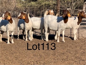 4X BOERGOAT DOE PHILLIP KOTZE