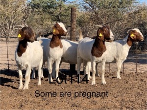 5X BOERGOAT DOE PHILLIP KOTZE