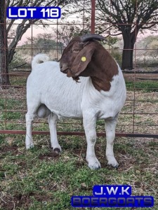 1X BOERGOAT BUCK BUKS KOTZE