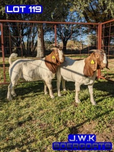 1X BOERGOAT BUCK BUKS KOTZE