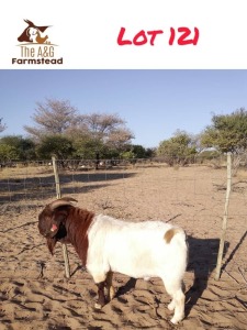 1X BOERGOAT BUCK LEKUKA